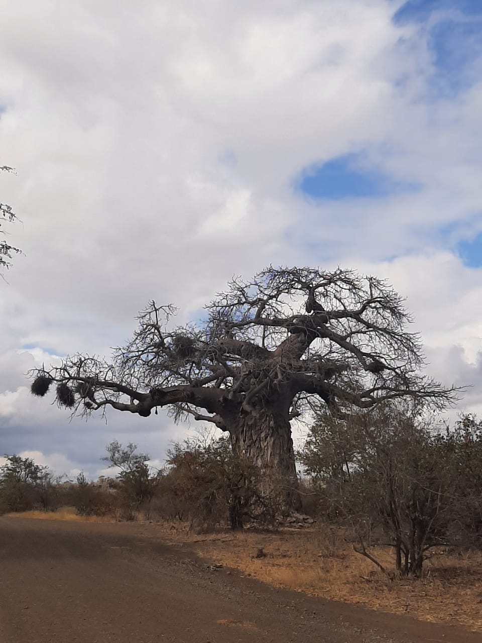 Baobab tree on the side of the road in South Africa